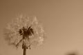 Dandelion on background with sepia tone