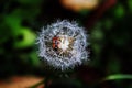 Dandelion and small bug on it Royalty Free Stock Photo