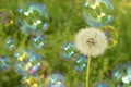 Dandelion and soap bubbles Royalty Free Stock Photo