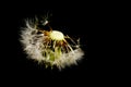 Dandelion Spoors Royalty Free Stock Photo