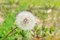 Dandelion