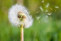 Dandelion spores