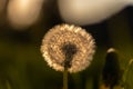 Dandelion spreading it`s seeds by wind Royalty Free Stock Photo