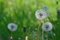 Dandelion spreading seeds Royalty Free Stock Photo