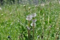 Dandelion spreading seeds Royalty Free Stock Photo