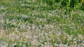 Dandelion spreading seeds Royalty Free Stock Photo