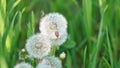 Dandelion spreading seeds Royalty Free Stock Photo