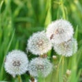 Dandelion spreading seeds Royalty Free Stock Photo