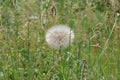 Dandelion spreading seeds Royalty Free Stock Photo