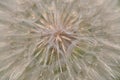 Dandelion spreading seeds Royalty Free Stock Photo