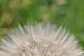 Dandelion spreading seeds Royalty Free Stock Photo