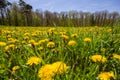 Springtime Dandelion Field at Forest