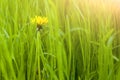 Dandelion in spring green grass Royalty Free Stock Photo
