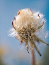 Dandelion in springtime Royalty Free Stock Photo