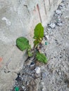 A dandelion sprout growing in unprotected concrete