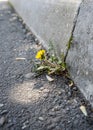 A dandelion sprouted through concrete is a conceptual force of nature. A dandelion grows through a crack in an asphalt