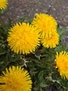 A dandelion sprouted through the cracked asphalt