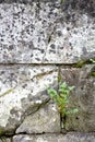 Dandelion sprouted in the stone wall texture Shallow depth of field