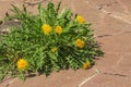 Dandelion sprouting through the tiles. The concept of the natural force of nature