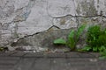 Dandelion sprouts growing between pavement cracks next to a cracked rendered wall