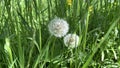 Dandelion in the stage of propagation by seeds. dandelion on a green field Royalty Free Stock Photo