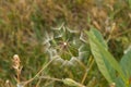 Dandelion Star