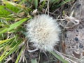 Dandelion among the stones Royalty Free Stock Photo