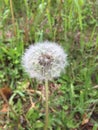 Dandelion summer Royalty Free Stock Photo