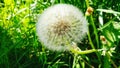 dandelion Royalty Free Stock Photo