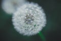 Dandelion Royalty Free Stock Photo
