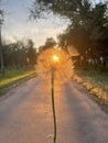 Dandelion summer sunset sun nature beautiful