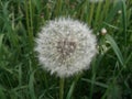 Dandelion. Summer wild flower