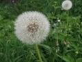 Dandelion. Summer wild flower