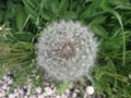 Dandelion. Summer wild flower