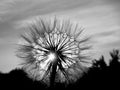 Dandelion in the sun. Royalty Free Stock Photo