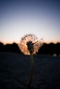 Dandelion with sun, amazing sky Royalty Free Stock Photo