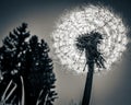 Dandelion sun Black And white Royalty Free Stock Photo