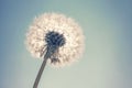 Dandelion Sun and Blue Sky background, Close Up Dandelion Royalty Free Stock Photo