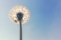 Dandelion Sun and Blue Sky background, Dandelion Royalty Free Stock Photo