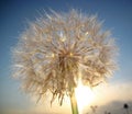 Dandelion sun, macro