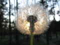 Dandelion and the sun .