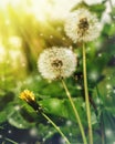 Dandelion at sunrise in the morning. Royalty Free Stock Photo