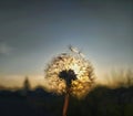 Dandelion at sunset Royalty Free Stock Photo