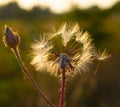 Dandelion at sunset Royalty Free Stock Photo