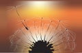 Dandelion and sunset background Royalty Free Stock Photo