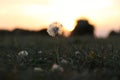 A Dandelion at Sunset