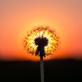 Dandelion at sunset