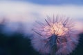 dandelion at sunset . Freedom to Wish. Dandelion silhouette fluffy flower on sunset sky Royalty Free Stock Photo