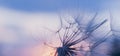 dandelion at sunset . Freedom to Wish. Dandelion silhouette fluffy flower on sunset sky Royalty Free Stock Photo