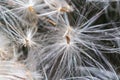 Dandelion at sunset . Freedom to Wish. Dandelion silhouette fluffy flower on sunset sky. Seed macro closeup. Soft focus. Goodbye Royalty Free Stock Photo